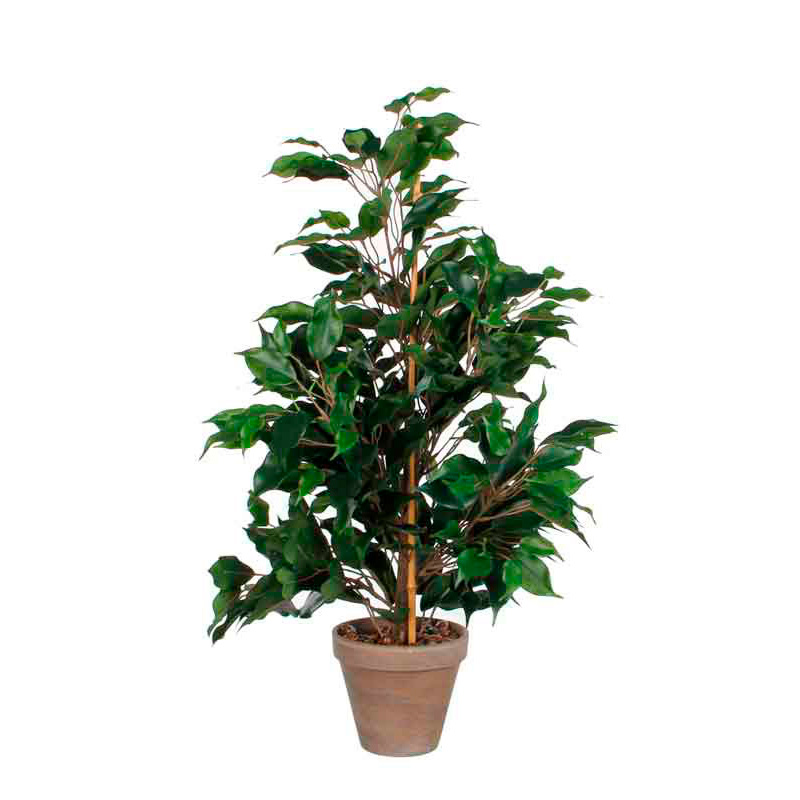 Plant Ficus Exotica 65 cm