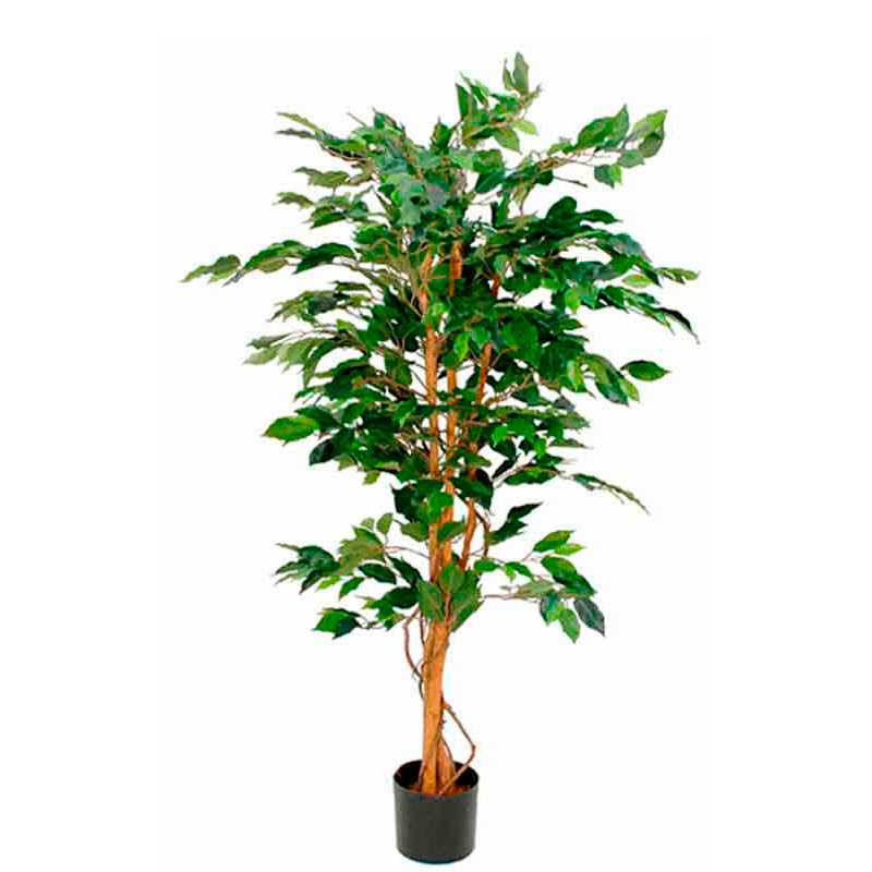 Plante Ficus Benjamina 150cm