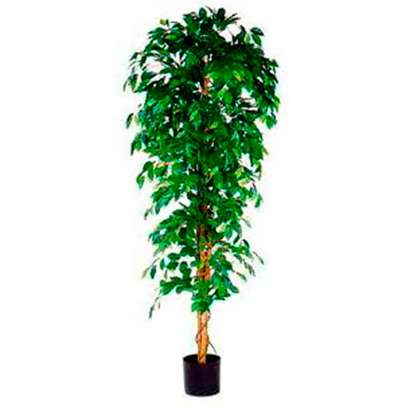 Plant Ficus Benjamina 210cm excl. pot