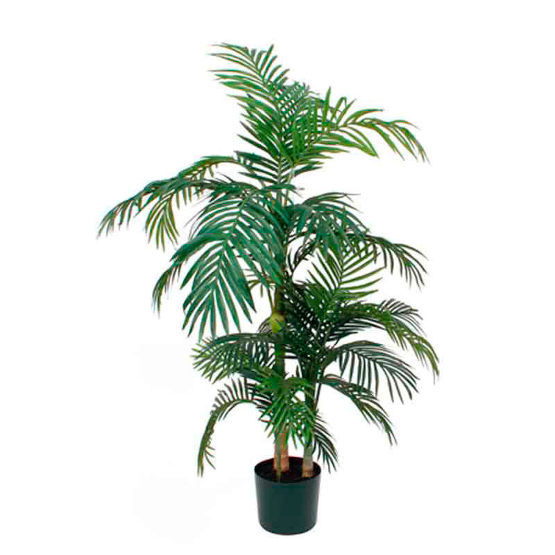 Plant Areca / Golden Cane Palm, 150cm