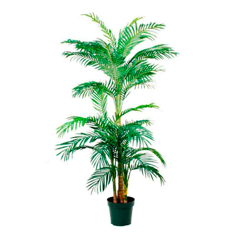 Plant Areca / Golden Cane Palm, 190cm