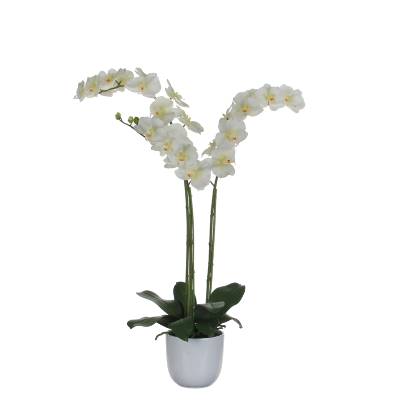 Phalaenopsis orchidee 100cm
