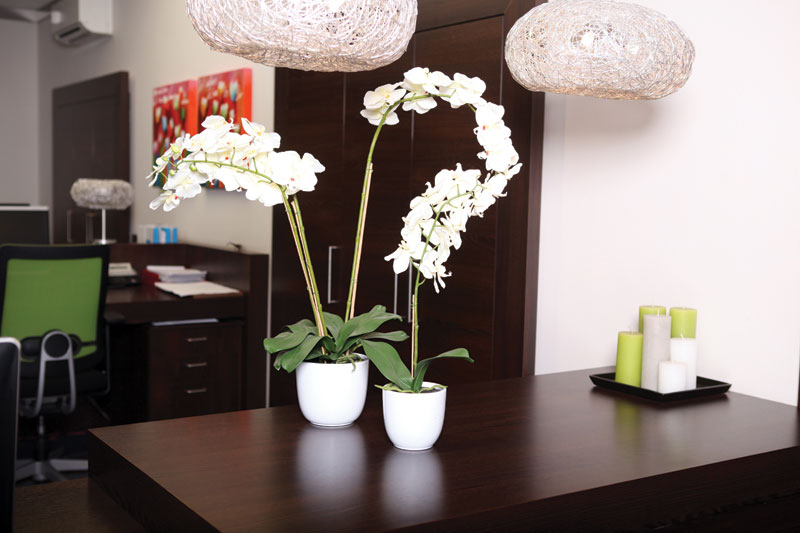 Pflanz Nachtfalter-Orchidee 100cm