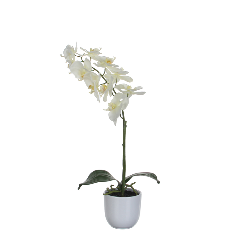 Pflanz Nachtfalter-Orchidee 60cm