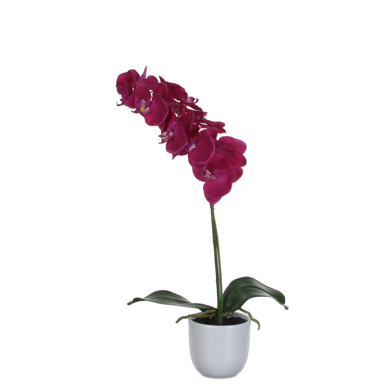 Pflanz Nachtfalter-Orchidee 60cm