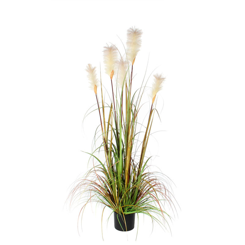 FoxTail Ornamental Grass 150cm