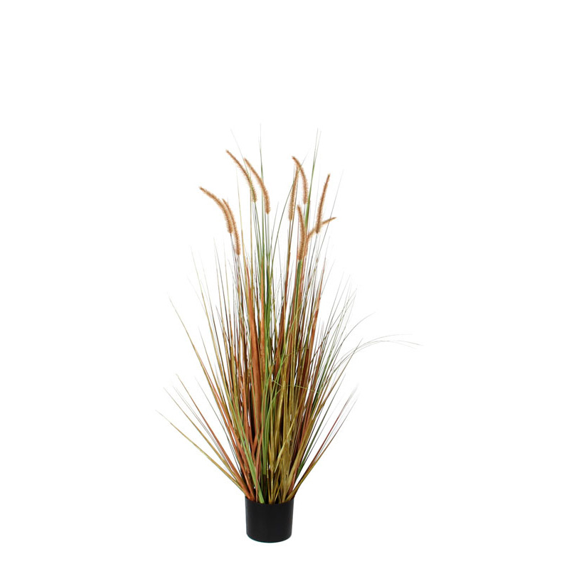 Crested Dog's-Tail Ornamental Grass 120cm